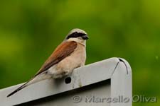 Red-backed Shrike - Averla Piccola, Lanius collurio - Bialowieza NP