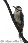 Great Spotted Woodpecker - Picchio rosso maggiore, Dendrocopos major - Bialowieza NP