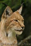 Linx - Lince, Bialowieski Park Narodowy, controlled environment, ambiente controllato