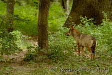 Wolf - Lupo, Bialowieski Park Narodowy, controlled environment, ambiente controllato