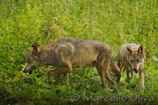 Wolf - Lupo, Bialowieski Park Narodowy, controlled environment, ambiente controllato