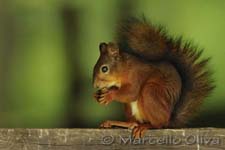 Red Squirrel - Scoiattolo comune, Sciurus vulgaris - Bialowieski Park Narodowy