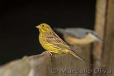 European Serin - Verzellino, Serinus serinus - Bialowieski Park Narodowy