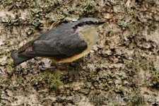 Eurasian Nuthatch - Picchio muratore, Sitta europaea - Bialowieski Park Narodowy