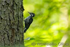 Eurasian Three-toed Woodpecker - Picchio tridattilo, Picoides tridactylus - Bialowieza NP