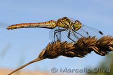 Sympetrum vulgatum , Biebrza NP