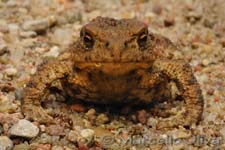 Common toad - Rospo, Bufo bufo - Bialowieza NP