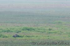 European elk  - Alce, Alces alces - Biebrza NP