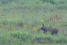 European elk  - Alce, Alces alces - Biebrza NP