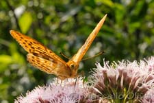 Butterfly - Farfalla, Biebrza NP