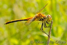 Sympetrum danae, Biebrza NP