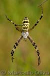 Argiope  - Biebrza NP