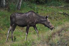 European elk  - Alce, Alces alces - Biebrza NP, controlled environment, ambiente controllato