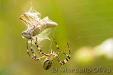 Argiope  - Biebrza NP